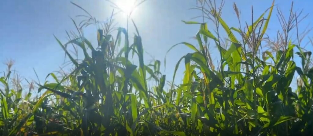 Amankan Pangan Lokal, Mahasiswa KKN UNDIP Ajarkan Teknologi Pengemasan pada Inovasi Bolu Pisang Jagung k2 08 a1 g1