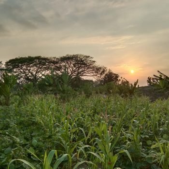 ladang jragung
